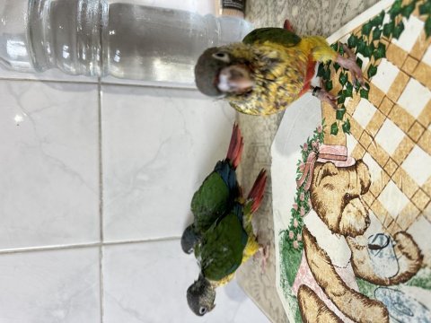 El besleme yavru konur