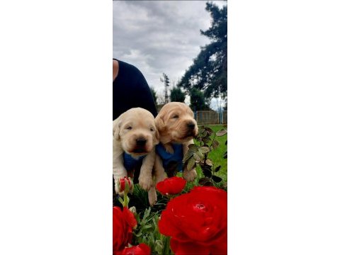Bebek yüzlü golden retriever yavrularım