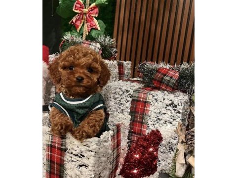 Ev ortamında doğup büyümüş micro toy poodle