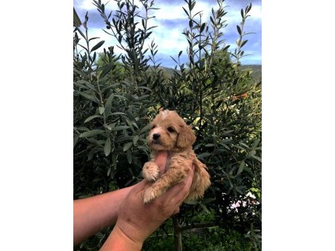 Irkının süper starı a kalite teacup maltipoo bebekler