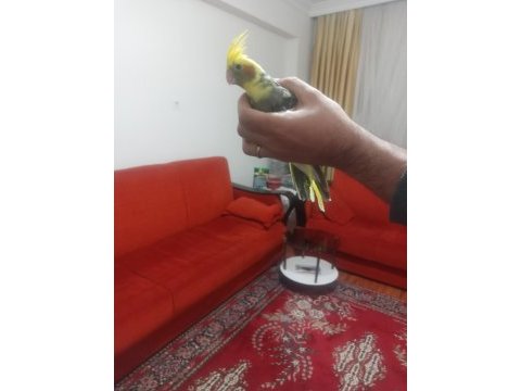 Erkek sultan papağanı