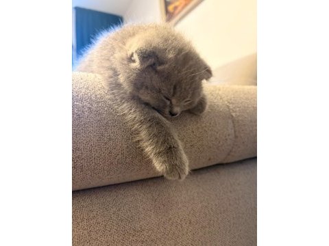 Sevimli scottish fold oğlumuz