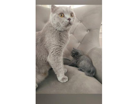 British shorthair kızıma yeni yuva arıyorum