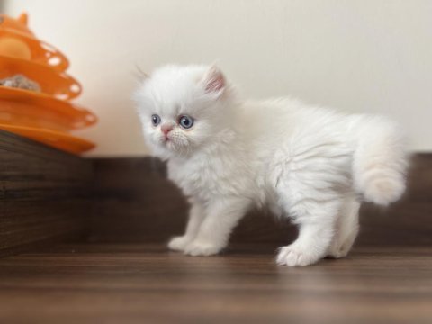 1 haziran doğumlu rezerveye açık chinchilla kediler