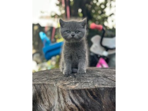 Orjınal tuvalet egıtımlı brıtısh yavrumuz