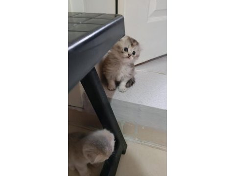 Scottish fold uzun ve kısa tüylü efsane yavrularım