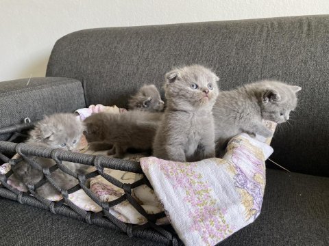 Gri scottish fold cinsi yavrular