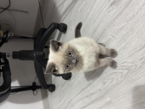 Kedimiz 3.5 aylıktır kendisi saf blue point