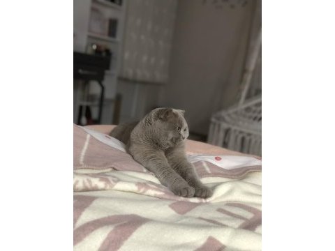 Scottish fold oğluma dişi british eş arıyorum