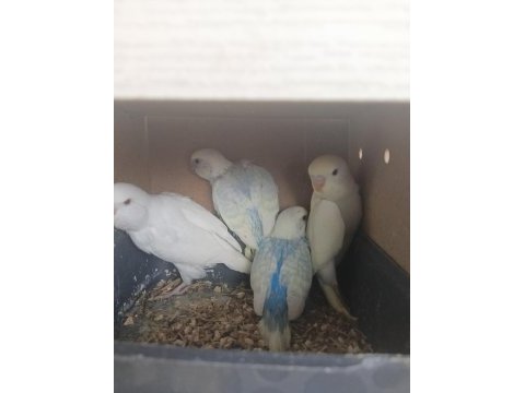 Rengarenk muhabbet kuşu yavrular