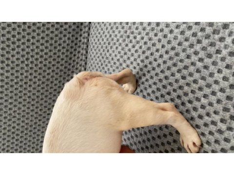 French bulldog foozy kızı