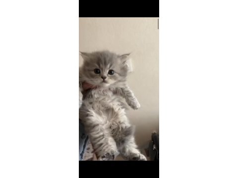 Mama karşılığı yavru scottish fold