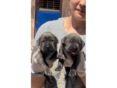 Sevimli cane corso yavrularımız