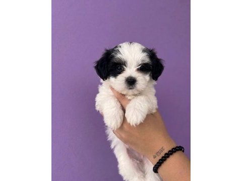 Maltese terrier yavrular