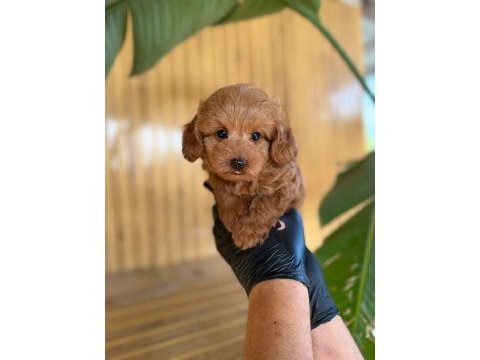 Toy poodle ve maltipoo yavruları