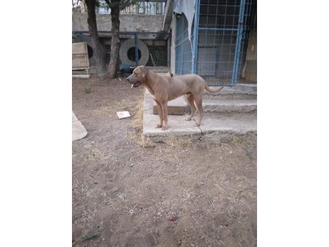 O bir alan koruma uzmanı cane corso