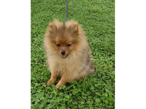 Turuncu pomeranian spitz erkek uygun