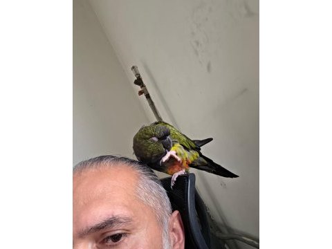 Full evcil patagonya konur (bebek gibi sevdirir)