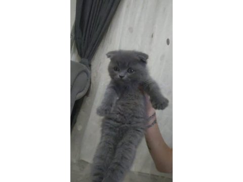 Scottish fold bebiş kediler