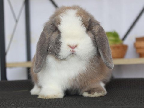 Mini lop splıt renk tavşan