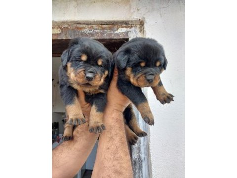 Son erkek rottweiler yavrumuz