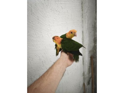 Full evcil caique bebekler