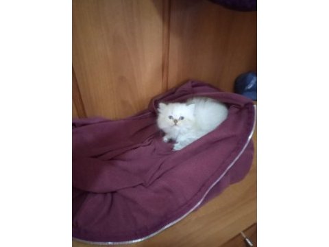 Minik british longhair kızımı sahiplendireceğim