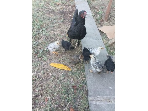 1+8 gurk tavuk ve civcivleri köy tavukları