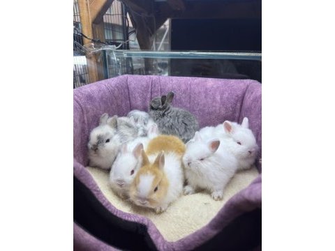 Cüce netherland dwarf tavşanlarımız