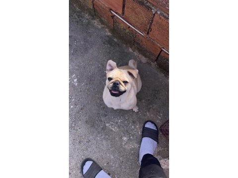 White pug 2 yaşında