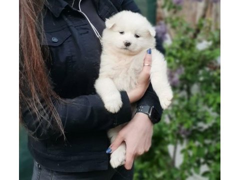 Bir birinden güzel samoyed yavruları