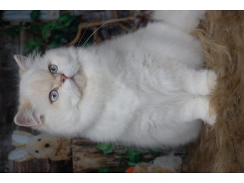 British longhair kedisi dişi