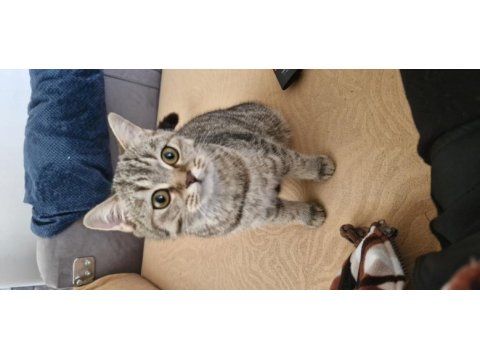 9 aylık dişi british shorthair bursa