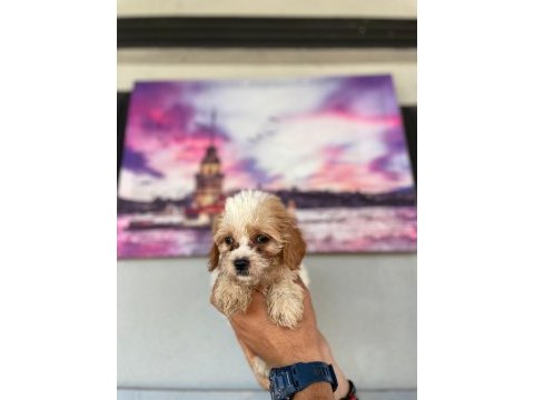 Hem şeker hemde kıvır kıvır maltipoo