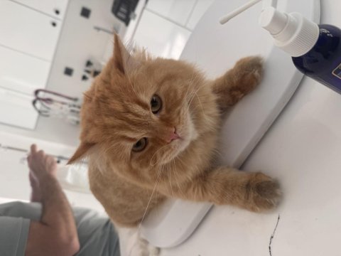 Kısır erkek longhair aşılı ve tüm eşyalarıyla