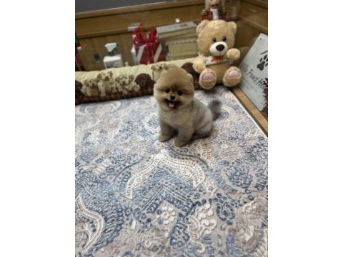 Tedy bear pomeranian boo pupy