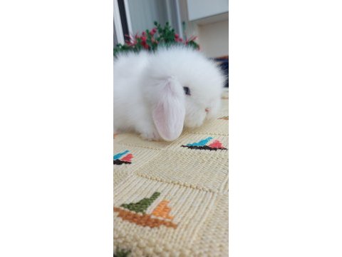 Lop tavşanı