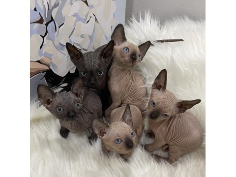 Sphynx sfenks tüysüz dişi erkek yavru