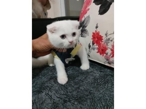 İki aylık yavru kedi bir dişi bir erkek