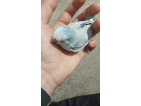 Yavru forpus papağanları