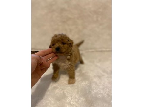 Mikro boy toy poodle bebeklerim