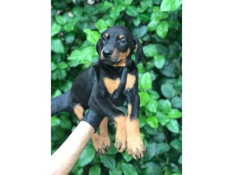 Harika dişi doberman bebekler