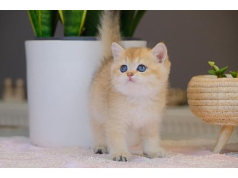 Top kafa british shorthair black golden ny11
