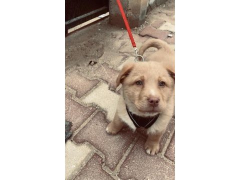Golden retriever 3 aylık dişi