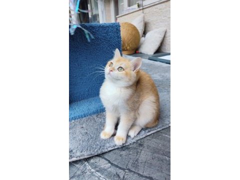 Full şecereli golden british shorthair