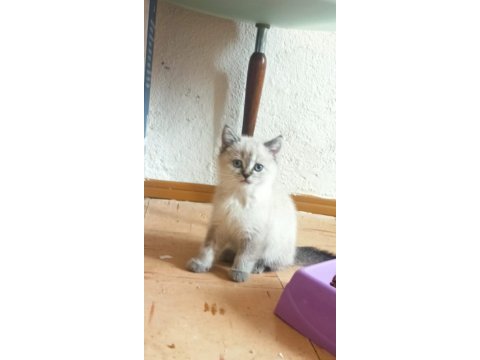British shorthair beyaz british shorthair blue point