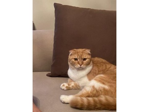Scottish fold cins kedimizi sahiplendirme