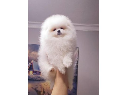 Erkek dişi show kalite pomeranian yavrusu
