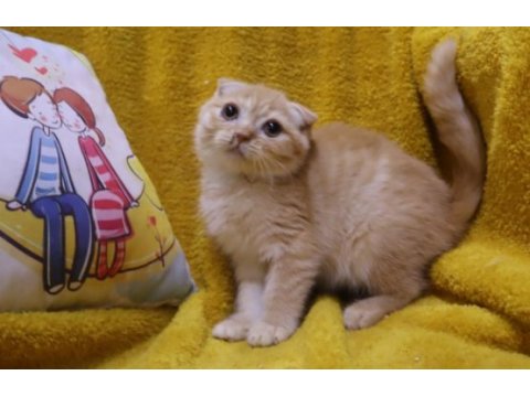 Scottish fold erkek yavru uygun