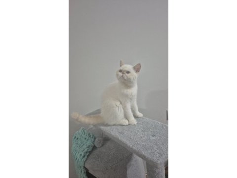 Exotic shorthair red point dişi